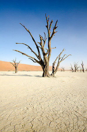 Sossusvlei -Dead Vlei - 4