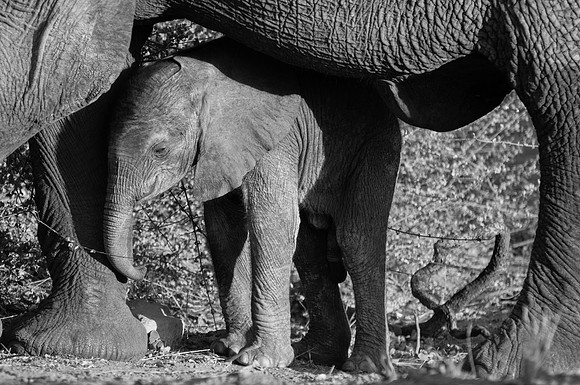 Damaraland - Desert Adapted Elephant - 1