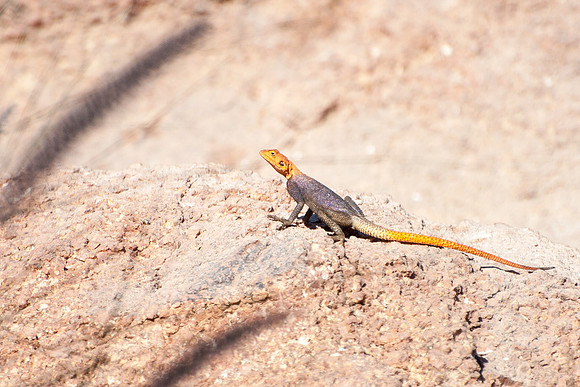 Damaraland - Yellow Headed Day Gecko