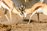 Etosha - Springbok Fighting - 1