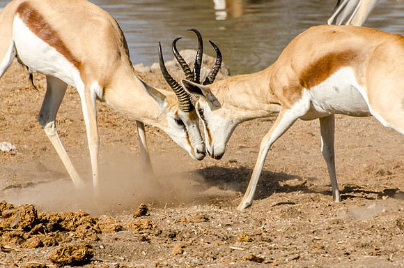 Etosha - Springbok Fighting - 1