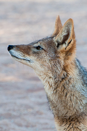 Sossusvlei - Jackall