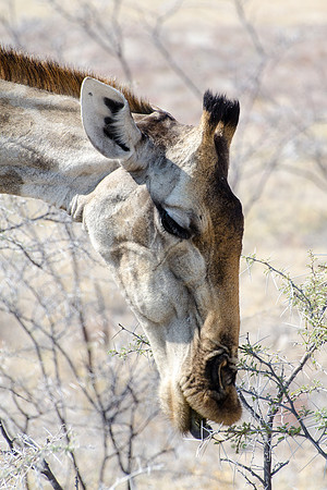 Etosha - Giraffe - 2