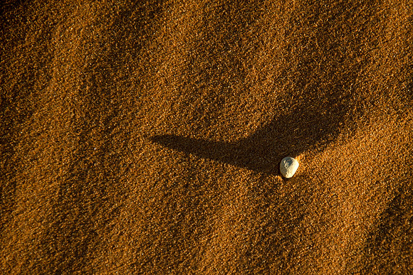 Sossusvlei -Shell in the Sand