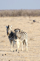 Etosha - Burchell's Zebra - 2