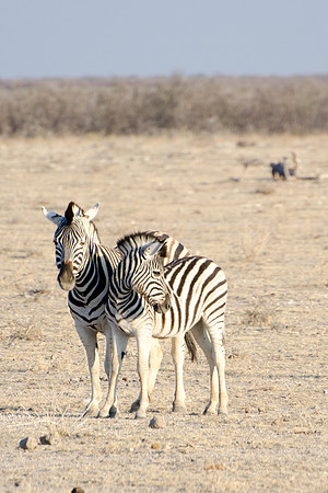 Etosha - Burchell's Zebra - 2