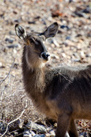 Etosha - Waterbuck