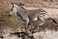 Namib Mountains - Hartmann's Mountain Zebra