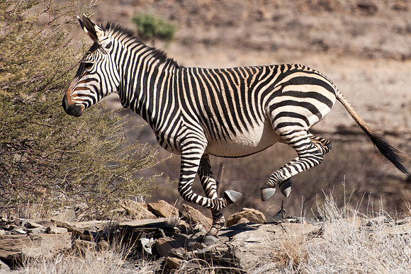Namib Mountains - Hartmann's Mountain Zebra