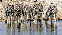Etosha Burchell's Zebra Drinking - 2