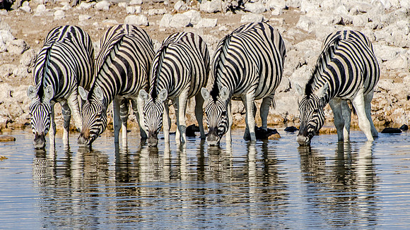 Etosha Burchell's Zebra Drinking - 2