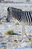 Etosha - Burchell's Zebra - 1