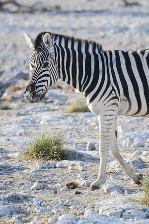 Etosha - Burchell's Zebra - 1