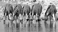 Etosha Burchell's Zebra Drinking - 1