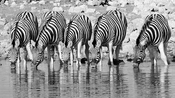 Etosha Burchell's Zebra Drinking - 1