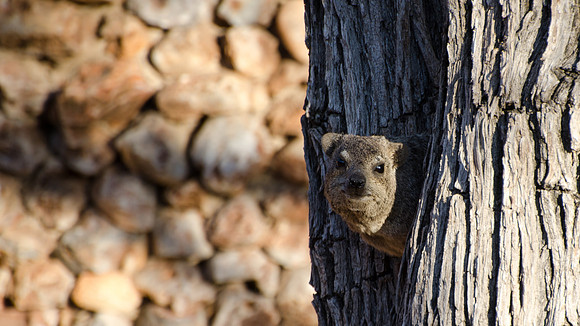 Etosha - Rock Hyrax 2