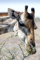 Etosha - Giraffe - 1