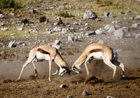 Etosha - Springbok Fighting - 2