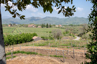 Don Saro Vinyard -2