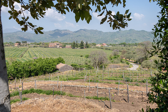 Don Saro Vinyard -2