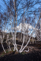 Etna Birch Trees