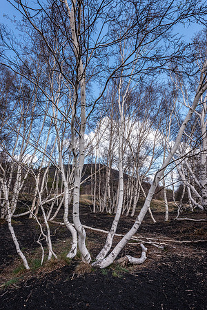 Etna Birch Trees