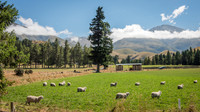 Canterbury Plains View -3