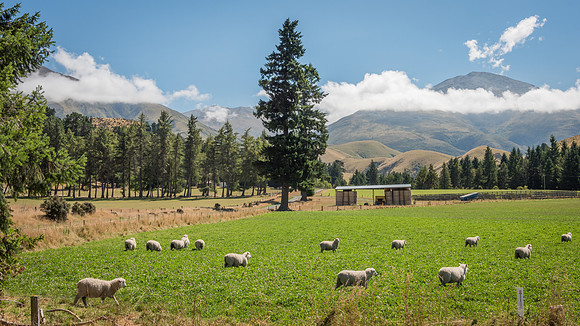 Canterbury Plains View -3