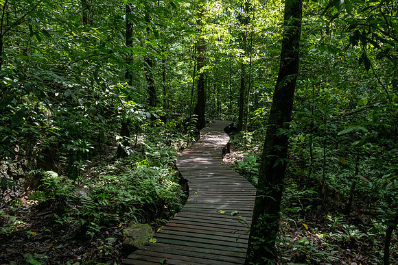 Mulu NP Boardwalk -2