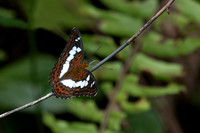 Commander Butterfly