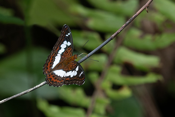 Commander Butterfly