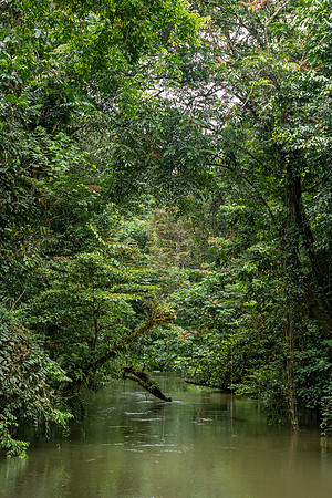 Mulu NP River -1