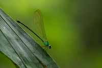Common Flashwing