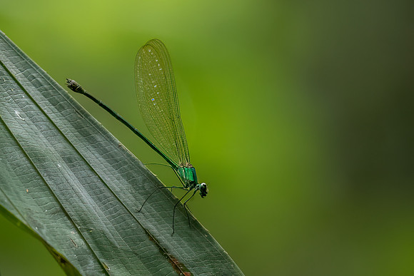 Common Flashwing