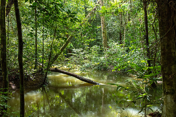 Mulu NP River 4