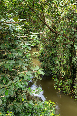 Mulu NP River 3