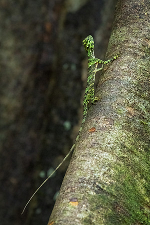 Gliding Lizard -1