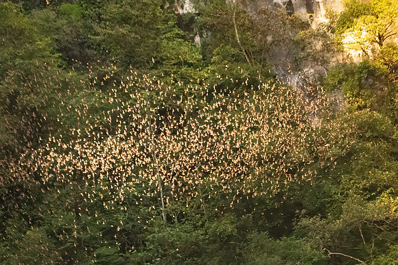 Bat Exodus -8