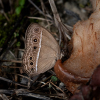 Horsfields Bushbrown
