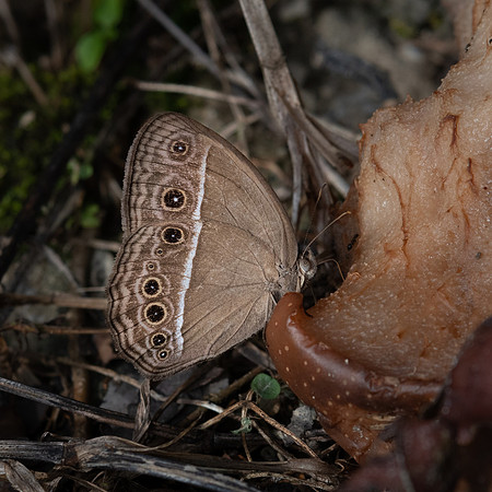 Horsfields Bushbrown