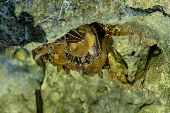 Bats