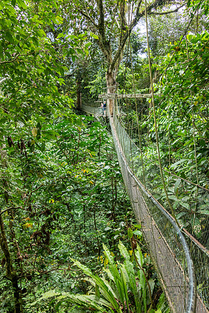 Mulu NP Aerial Walkway