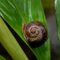 Giant Land Snail