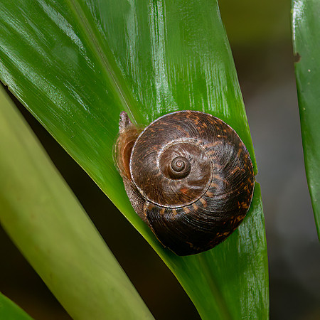 Giant Land Snail