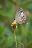 White Ciliate Blue