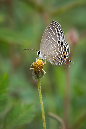 White Ciliate Blue