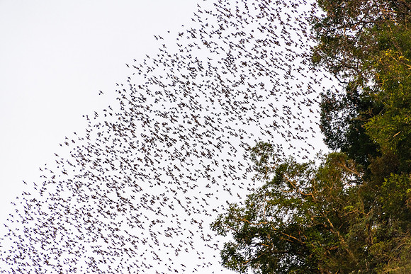 Bat Exodus -12