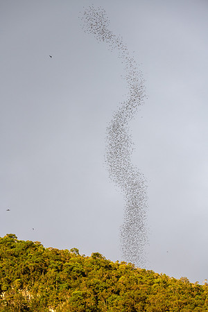 Bat Exodus -4