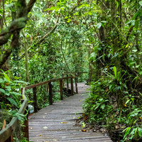 Mulu NP Boardwalk -1
