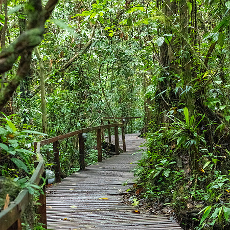 Mulu NP Boardwalk -1